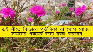 পুর্তলিকা বা মোসরোজ এই শীতে কিভাবে রক্ষা করবে তা নিয়ে কিছু টিপস।।how to care for protolika winter [upl. by Anitan835]