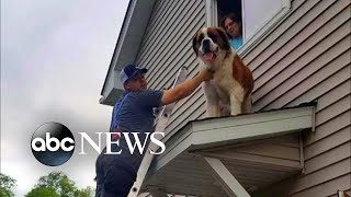 180pound Saint Bernard rescued from rooftop [upl. by Thomasina287]