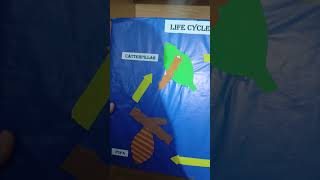 Life cycle of butterfly making idea for biology labart painting love craft paint diy shorts [upl. by Wollis]