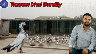 Tazeem bhai ke kabootar ka shok Bareilly se urban kabootar [upl. by Assilana553]