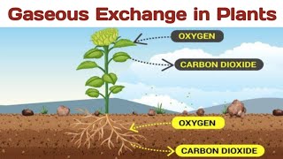 Gaseous Exchange in Plants biologywalesir gaseousexchange roots stem stem leaves stomata [upl. by O'Brien947]