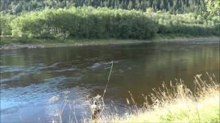 The largest Gaula Salmon 2014 caught on fly  take fight landing and release by Manfred Raguse [upl. by Anial]