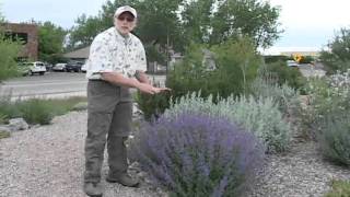 Six Hills Giant Catmint [upl. by Ermeena935]