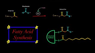 Fatty Acid Synthesis EVERYTHING YOU NEED TO KNOW MCAT BIOCHEMISTRY Map of Metabolism [upl. by Nomed236]