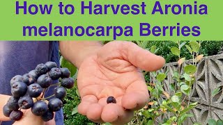 How to Harvest Aronia melanocarpa Berries [upl. by Gniw]