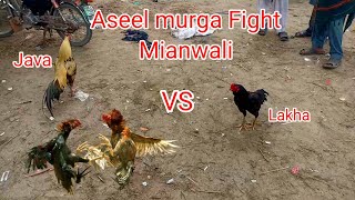 Aseel murga Fight  Aseel murga ladai Mianwali  Birds Bahkkar  Aseel muqabla [upl. by Llenahc]