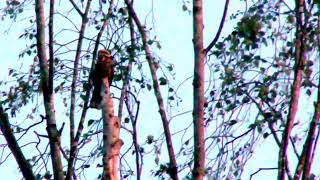 NIGHTJARS IN THE NEW FOREST [upl. by Sixel]