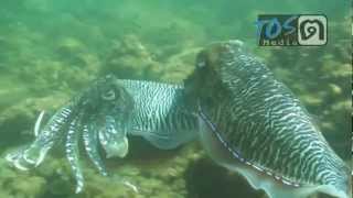 CuttleFish Mating [upl. by Irbmac421]