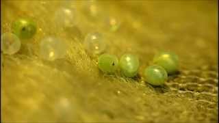 Poplar Hawk Moth Eggs Hatching Music by Sui Tetti [upl. by Ennailuj28]