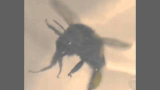 High speed video of bee flapping its wings [upl. by Eimor254]