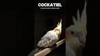 P30 ➡️ Cockatiel 🐦 bird birds [upl. by Ronyam]