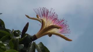 Pachira aquatica  Malabar chestnut [upl. by Singleton]