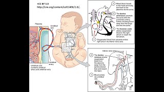 fetaler Kreislauf Basiskenntnisse für Heilberufe in verständlicher Form [upl. by Ennaxxor]