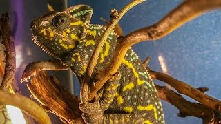 The Veiled chameleons  from eggs to adulthood [upl. by Jerri]