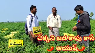 Duflora Seeds Company vari Ayush mirchi segment 🎋 🌶️🎋🌶️🌶️🌶️🌶️ [upl. by Selie]