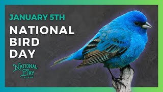 NATIONAL BIRD DAY  January 5th  National Day Calendar [upl. by Arekahs731]