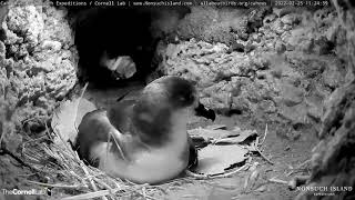 Bermuda Cahow Cam Returns Live As Egg Is About To Hatch  Nonsuch Expeditions  Cornell Lab [upl. by Vincentia]