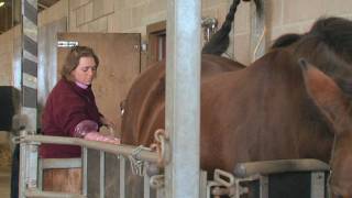 Equine Reproduction UK  3 day breeding short course AI tech training [upl. by Aysahc699]