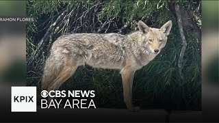 Foster City resident unnerved by encounter with aggressive coyotes [upl. by Nalyac715]