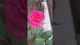 My garden morning roseflowers nature  আমার বাগানের গোলাপ [upl. by Ecnerolf650]