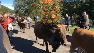 TRANSHUMANCE MUHLBACH SUR MUNSTER 2016 REALISATION BERNARD PASTUSIAK [upl. by Bosch]