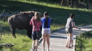 Bison Attack Caught on Camera Yellowstone National Park [upl. by Arley]