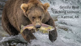 Grizzly Bears Catching Salmon Katmai Alaska [upl. by Standice]