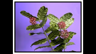 Too Many Flowers Double Feature Hoya stenophylla and Hoya sp Frog Foot [upl. by Lucais]