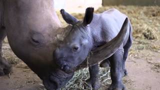 Terri Bindi and Robert Irwin welcome new babies to Australia Zoo [upl. by Htebazila]