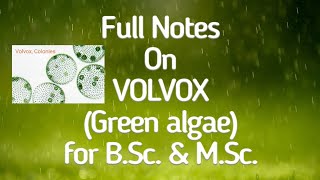 VOLVOX Green algae Thallus Structure amp Lifecycle for NEET BSc amp MSc by Dr AK Sharma [upl. by Syxela]