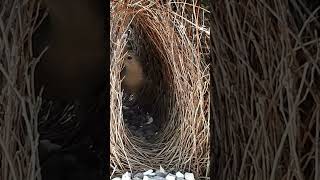 Bowerbird quotIntricate nestbuilding skillsquot [upl. by Ettedranreb357]