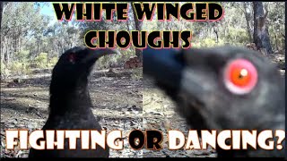 WHITE WINGED CHOUGHS FIGHTING OR DANCING  CROW RAVEN BIRDWATCHING birdsong [upl. by Bolitho64]