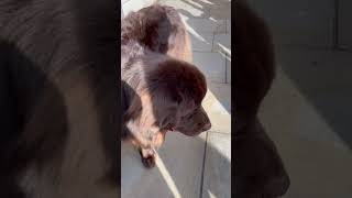 Newfoundland Dog [upl. by Edahc]