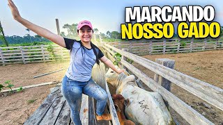 Marcando as primeiras Vacas do nosso Sítio 😍😍 [upl. by Odlanor]