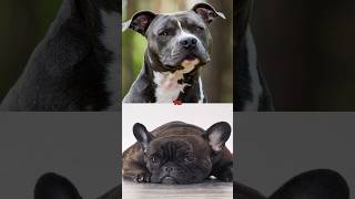 STAFFORDSHIRE TERRIER VS FRENCH BULLDOGDOBERMAN [upl. by Eyahc]