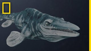 Mosasaurs 101  National Geographic [upl. by Ilocin]