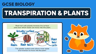 How Transpiration Helps Plants  GCSE Biology [upl. by Fons]