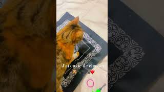 chat drôle et intelligentej’arrive cat cute funny shortvideos shortsyoutube 😻❤️ [upl. by Egidius127]