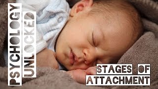 How Babies Form Attachments  Four Stages  Schaffer amp Emerson [upl. by Annasus506]