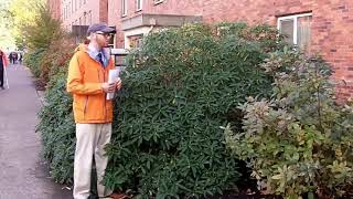 Paperbush Edgeworthia papyrifera  Plant Identification [upl. by Yaakov337]