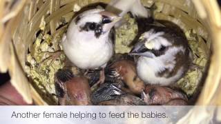 Society Finches Breeding  Crested Pied and Chocolate pair [upl. by Noeled]