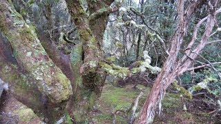 Cradle Mountain NP  Enchanted Walk Pencil Pine Falls Tasmania Australia [upl. by Woods]