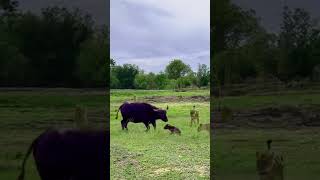 Bison strives to protect its cubs Wild animals are close to each other Animals also have love [upl. by Ericka]