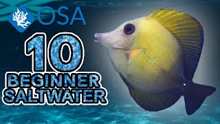 Scopas Tang  10 Beginner Saltwater Fish [upl. by Elleirb]