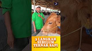 Langkah Awal Sebelum Ternak Sapi [upl. by Amikan]