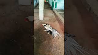 Not for saleParrot beak long tail Aseelaseel aseelfarming rooster ಕೋಳಿ [upl. by Liscomb766]