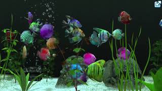 Fish Farm 3  My Discus  Angel Fish Tank 24012020 [upl. by Asilad521]