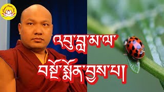 HH Karmapa’s speech about ladybug 🐞 rumtekkarmaekhenpo karmapa rinpoche tibettv [upl. by Eirojam118]