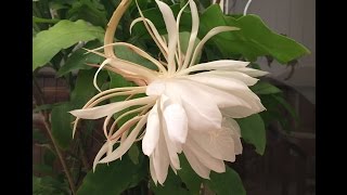 Epiphyllum cactus night blooming orchid cactus Belle de nuit [upl. by Soulier]