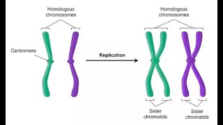 Inter  Chapter 6  Part 5  Homologous chromosomes  Sister and Nonsister Chromatids [upl. by Eniamart803]